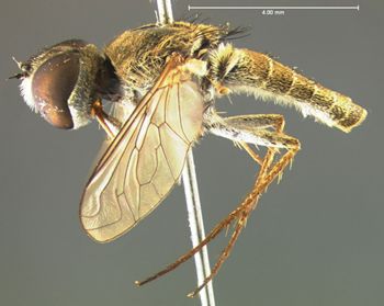 Media type: image;   Entomology 12684 Aspect: habitus lateral view